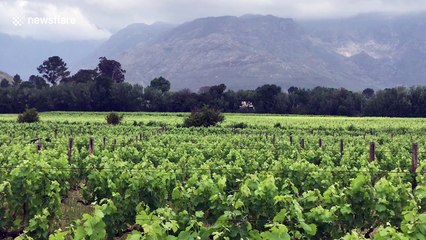 Vineyard photobomb! Ostrich invades view of Cape winelands