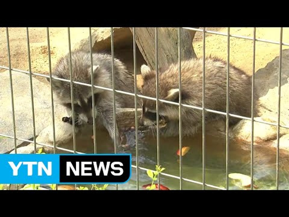 사람도 동물도 힘겨운 '한증막 더위' / YTN (Yes! Top News)