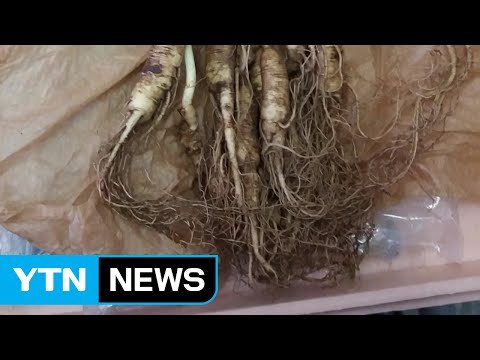 중국산 장뇌삼 국산 둔갑...1억원 대 유통 / YTN (Yes! Top News)
