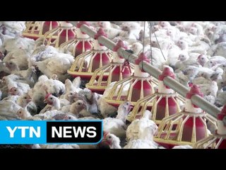 폭염 가축폐사 274만 마리...5년 만에 최다 / YTN (Yes! Top News)