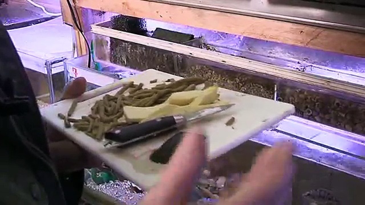 La reproduction des poissons deau douce