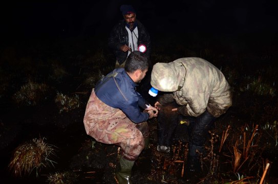 120 Büyükbaş Hayvan Bataklıkta Mahsur Kaldı