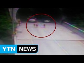 외양간 탈출한 송아지 4마리 국도 2km 질주 / YTN (Yes! Top News)