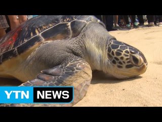 푸른바다거북 '광복이' 6년 만에 바다로 / YTN (Yes! Top News)