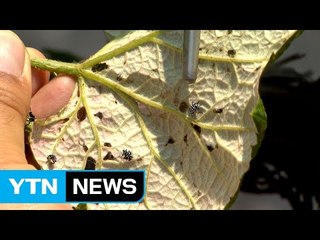 농작물 망치는 외래 해충 급증...폭염 탓 / YTN (Yes! Top News)
