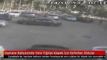 Hastane Bahçesinde Yere Yığılan Köpek İçin Seferber Oldular