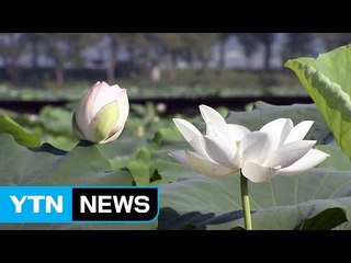 불볕더위 절정...순백 연꽃 세상에서 '힐링' / YTN (Yes! Top News)