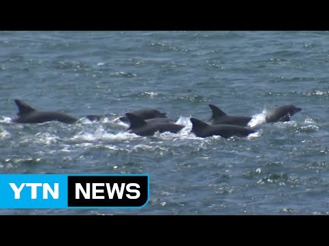 [영상] 제주 바다 가르는 돌고래떼 / YTN (Yes! Top News)