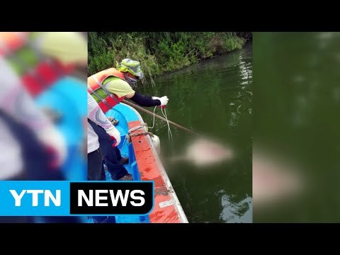 [단독] 한강 상수원보호구역에 동물 사체 무더기 발견 / YTN (Yes! Top News)