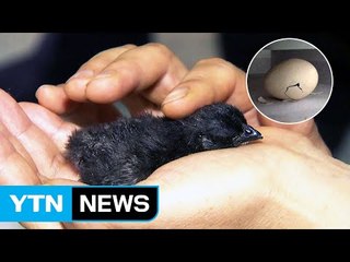 '폭염 속 자연 부화' 병아리 3마리..."시골로 이사갔어요" / YTN (Yes! Top News)