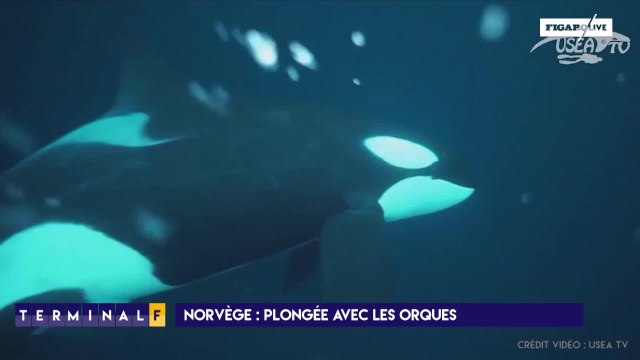 Norvège : une plongée exceptionnelle avec des orques
