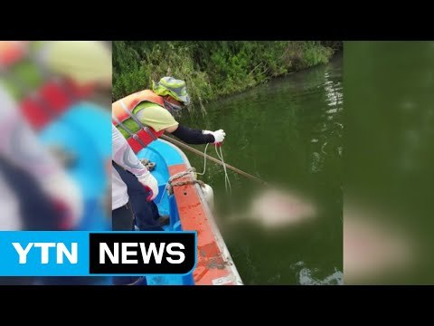 한강에 동물 사체 '둥둥'...미스터리 풀렸다 / YTN (Yes! Top News)