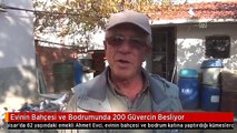 Evinin Bahçesi ve Bodrumunda 200 Güvercin Besliyor