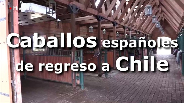 Un instructor reinvidica la historia y cria caballos españoles en Chile