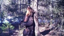 Brown bear 'dancing' against tree in Russian nature reserve