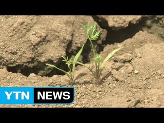 "농업용수 없나요?"...타들어 가는 농심 / YTN (Yes! Top News)