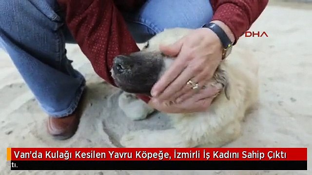 Van'da Kulağı Kesilen Yavru Köpeğe, İzmirli İş Kadını Sahip Çıktı