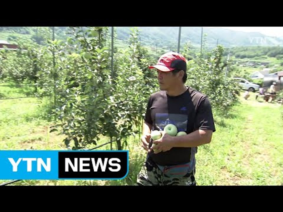 [브리핑] 추석 앞두고 채솟값 100% 급등…폭염 탓 / YTN (Yes! Top N...