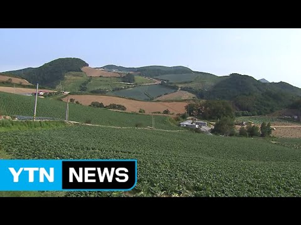 고랭지 배추 본격 출하...일부 폭염 피해 / YTN (Yes! Top News)