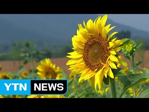 혹독한 불볕더위 속 가을꽃 활짝 / YTN (Yes! Top News)