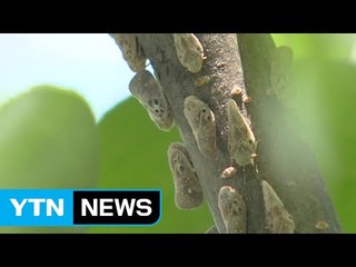 '바글바글' 폭염에 증가한 외래 해충...농작물 '야금야금' / YTN (Yes! Top News)
