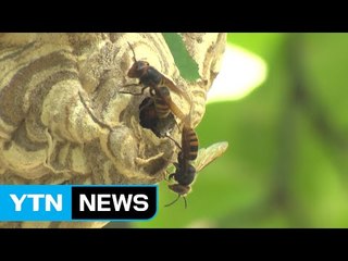 폭염에 말벌 기승...벌초 앞두고 조심 / YTN (Yes! Top News)