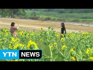 무더위 속 피어난 가을꽃 보며 더위 잊어요! / YTN (Yes! Top News)