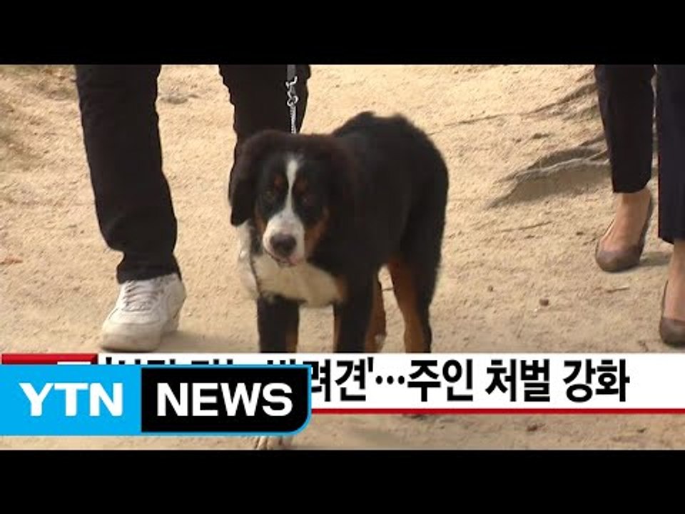 [YTN 실시간뉴스] '사람 잡는 반려견'...주인 처벌 강화 / YTN
