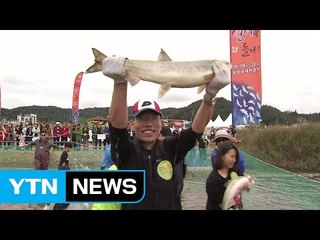 '펄떡펄떡' 고향 찾은 연어...맨손잡기 축제 한창 / YTN