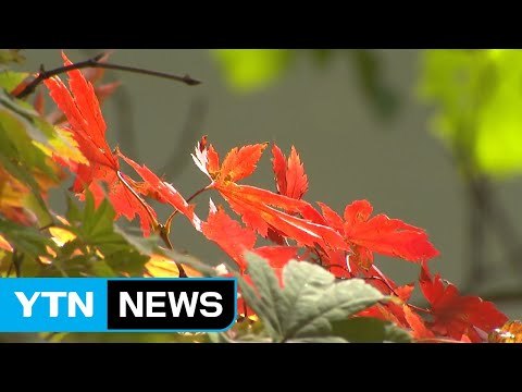 전국 곳곳 단풍 물결...가을 정취 만끽 / YTN