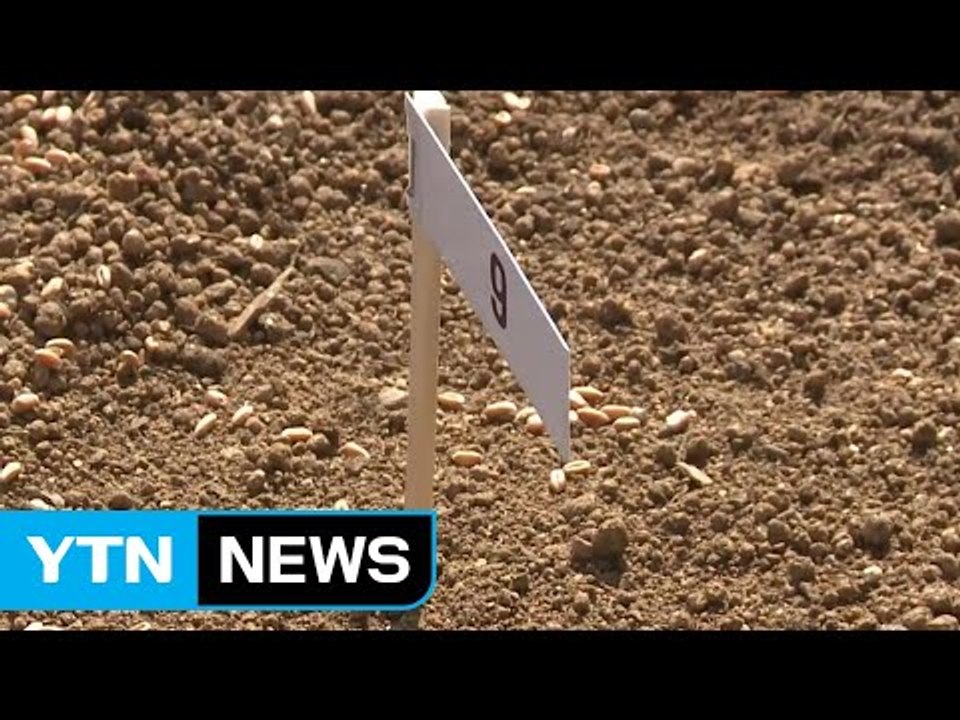 [녹색] 농진청, 서울로에 토종 우리 밀 파종 / YTN