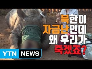 [자막뉴스] 北 자금난에 죽어가는 코끼리와 코뿔소 / YTN