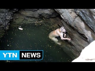 [이브닝] 우물에 빠진 '앙상한 개' 긴급 구조 / YTN