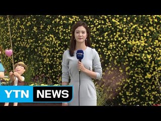 [날씨] 쾌청한 가을...국화향 가득한 순천의 정원 / YTN