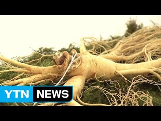 인삼과 함께 건강 나눠요...전국서 발길 / YTN
