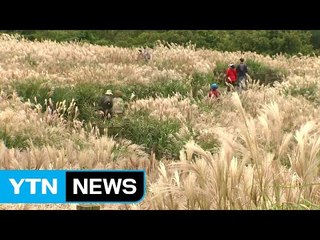 은빛 억새 보며 가을 만끽...역사적 순간도 체험 / YTN