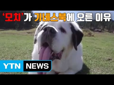 [자막뉴스] 세계에서 가장 긴 혀 가진 개 '모치' / YTN