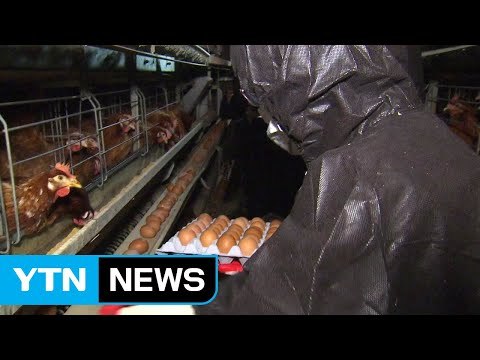 미리 알았던 친환경 농장 살충제 달걀...예견된 파동 / YTN