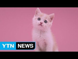 반려동물 키우는 인구 천만 시대...광고 주인공 활약 / YTN