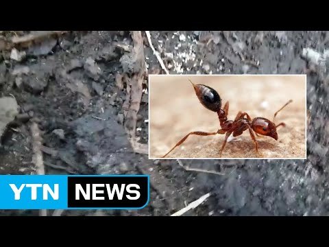 외래 붉은 불개미·여왕개미 사멸 잠정 결론 / YTN