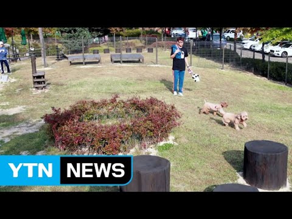 도봉구, 서울 최초 공공 반려견 놀이터 개장 / YTN