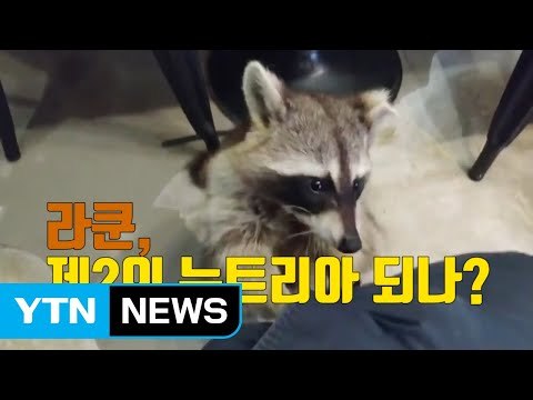 [자막뉴스] 외래종 라쿤, 제2의 뉴트리아 되나? / YTN