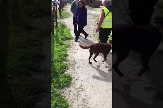 Une chienne retrouve son maitre après plus de 2 ans de séparation