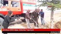 Antalya 4300 Ağaç Sökülüp Taşınıyor