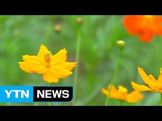 [날씨] 폭염특보 대부분 해제...밤사이 중부 단비 / YTN (Yes! Top News)