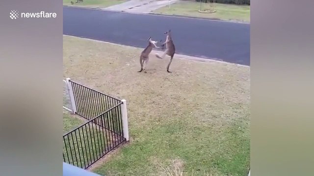 Two male kangaroos wrestle in residential area
