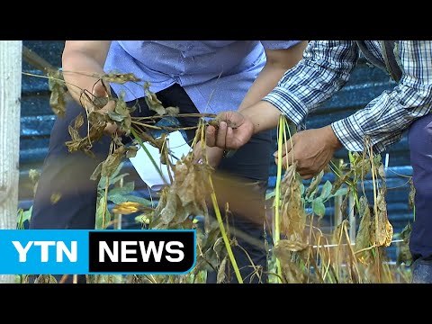 맹렬한 폭염에 바짝 마른 인삼...속 타는 농가 / YTN (Yes! Top News)