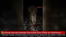 Erzincan Aracıyla Çarptığı Domuzdan Özür Diledi ve Telefonuna Kaydetti