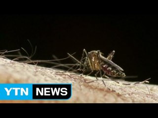 미국 플로리다 지카 확산...42명으로 늘어 / YTN (Yes! Top News)