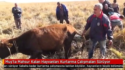 Muş'ta Mahsur Kalan Hayvanları Kurtarma Çalışmaları Sürüyor